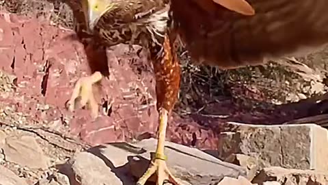 Eagle vs Mouse