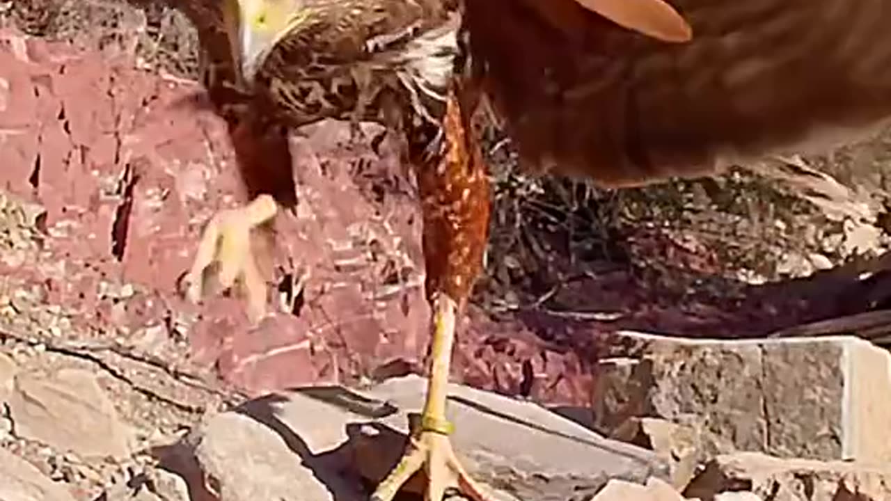 Eagle vs Mouse