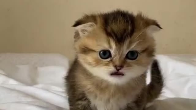 Monday Tuesday...Saturday ! Best Funny Kitten