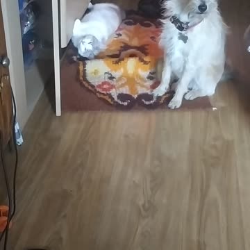 Luna and Enola 🐕🤍😸🤍