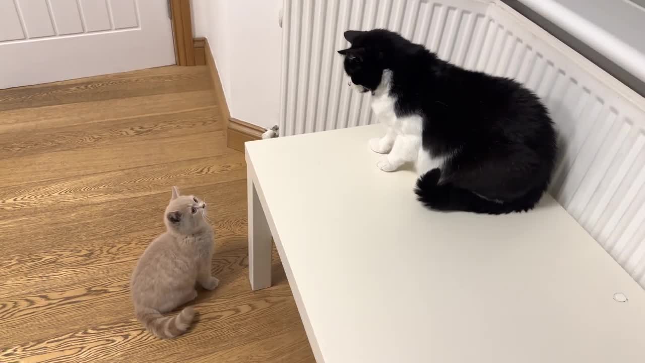 Angry Cat Hisses At New Kitten