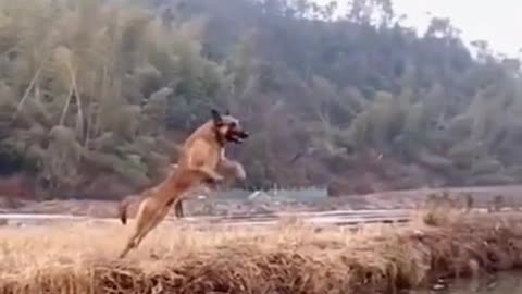 Funny dogs is very jump