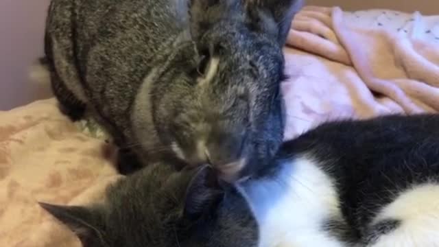 Bunny Life Sharing #funny #bunny #rabbit #foryoupage #fyp