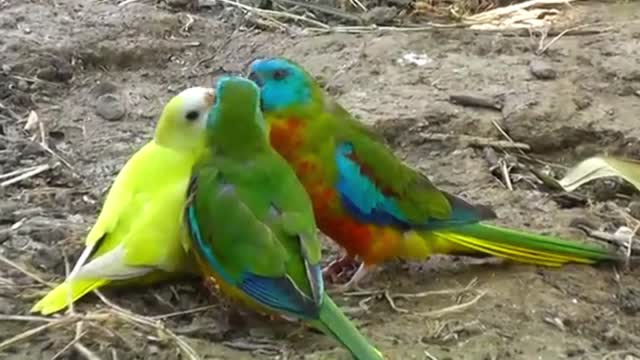 Turquoise Parrots Feeding-2021