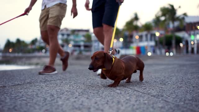 Pinky for a walk in the park