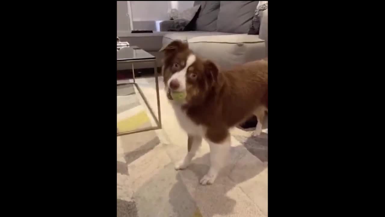 Dog listens to funny story