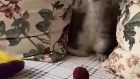 Cute Cats & Funny Cats 😍😍😅😅 #cats #reels #shorts #viral #pets #mmvcats