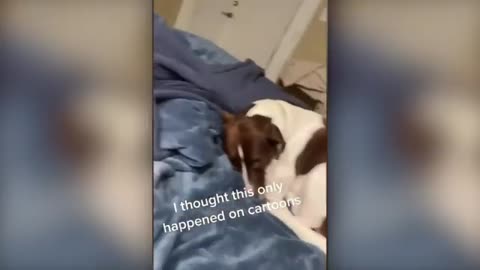 Funniest Animal Videos, Cats and Dogs at their best.