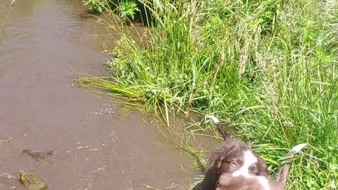 ABCA Border Collie pups