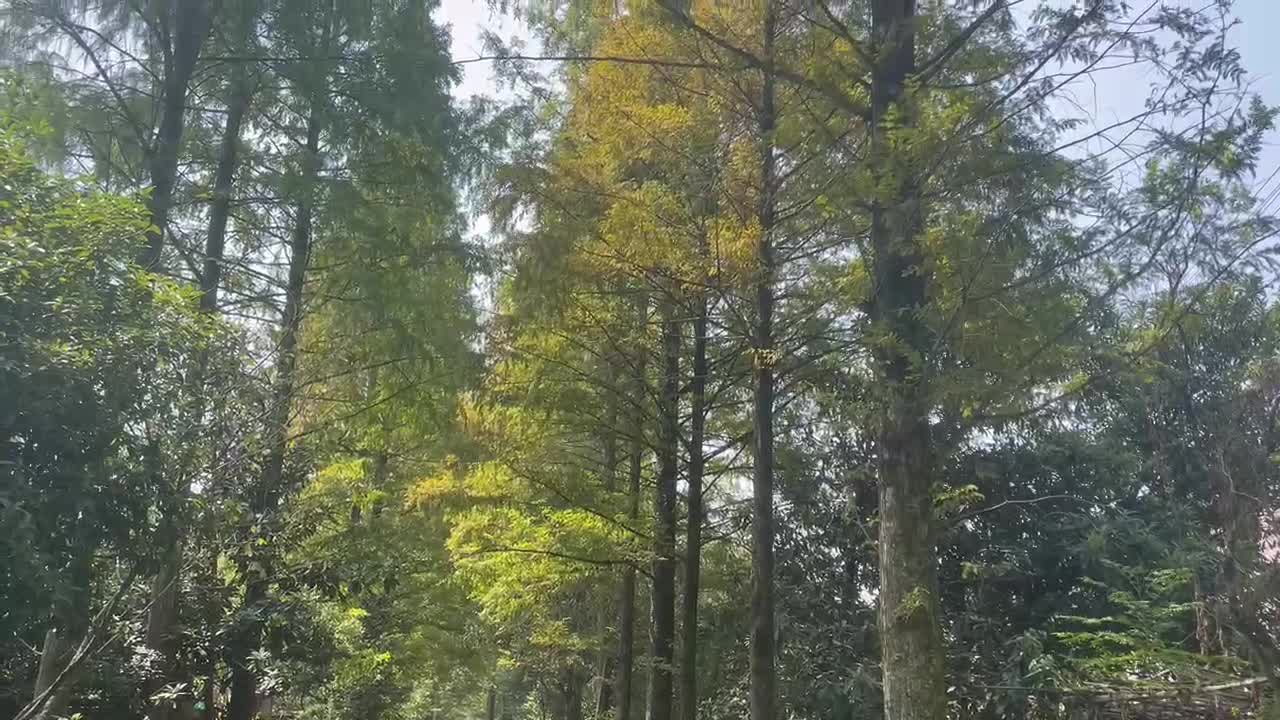 Straight road lined with shady trees