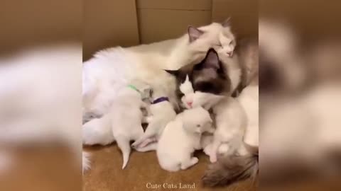 Baby Cats | Cute And Funny Cat Videos Compilation #96 | Cute Cats Land