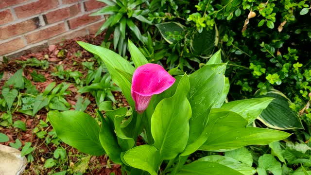 Purple Calla Lily