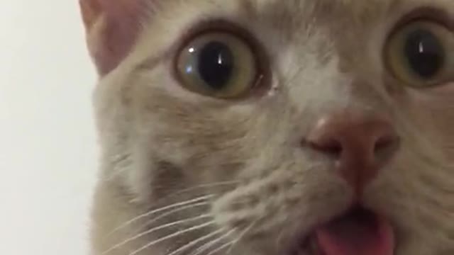 Cat Sticks its Tongue Out