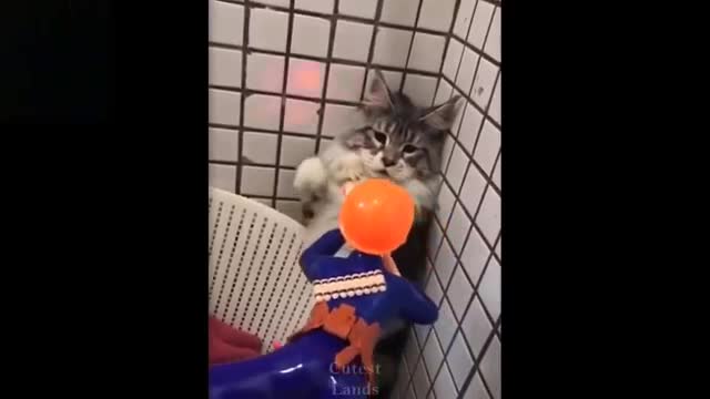 Cute And Funny Pets Try Not To Laugh To Laught Compilation #02