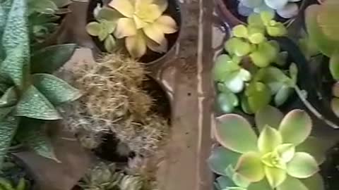 beautiful succulent plants