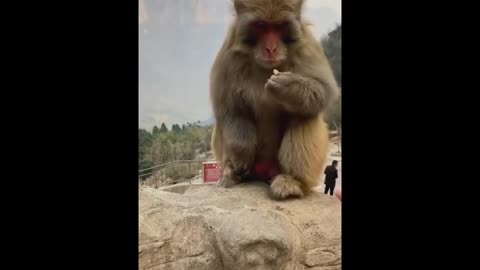 Very funny monkey 🐒