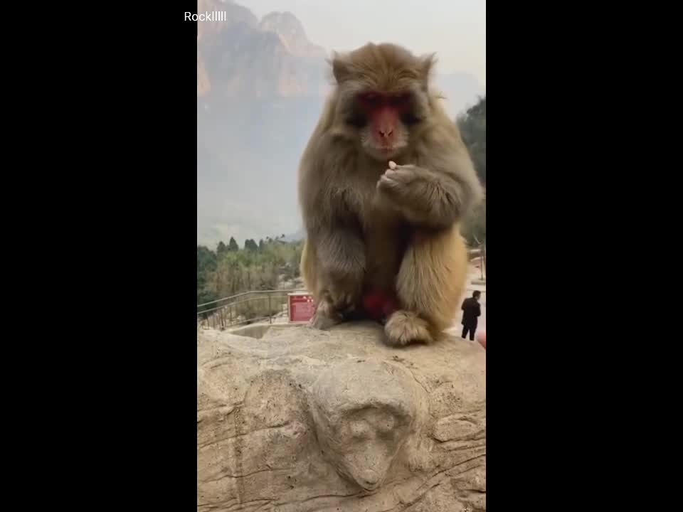 Very funny monkey 🐒