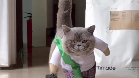 Cat funny animal video 🤣📸 cat wearing dress 👗🥻