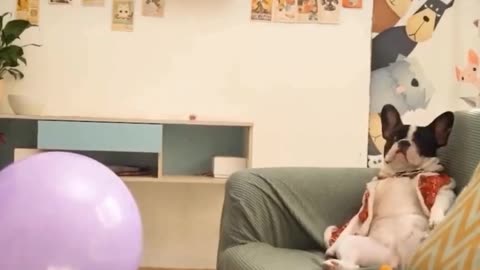 Baby dogs cute and funny dogs best parts to laugh