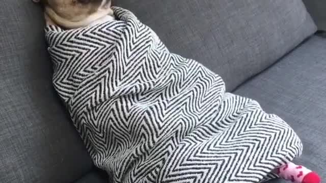 The dog is on the sofa.