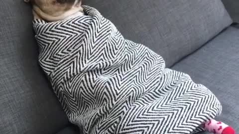 The dog is on the sofa.