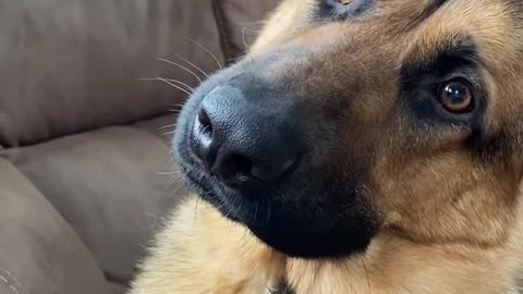 DOG reaction funny videos trending