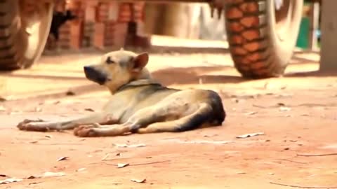 Funny Videos Animals 2021 Cute Pets Animals Funny Compilations