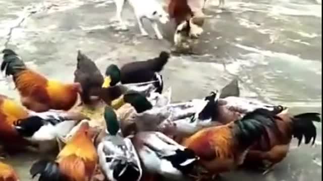 Chicken VS Dog Fight - Funny Dog Fight Videos