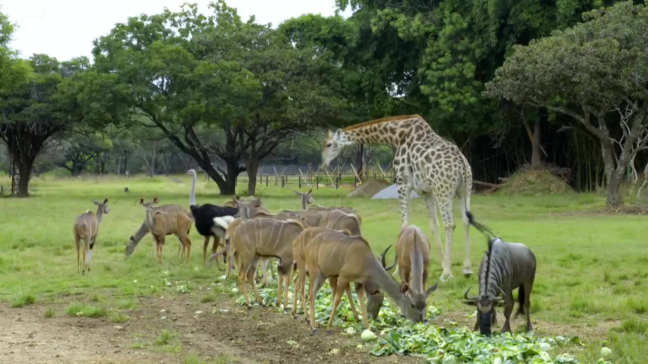 Young Warthog Destroys Furniture in House | BBC Earth