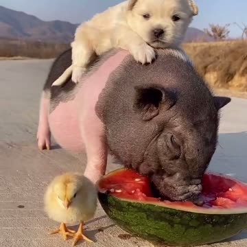 Come on again my friends