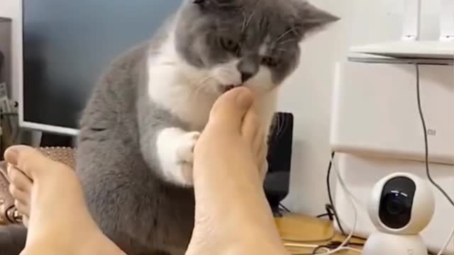 cute cat playing with the leg, cute cat playing games