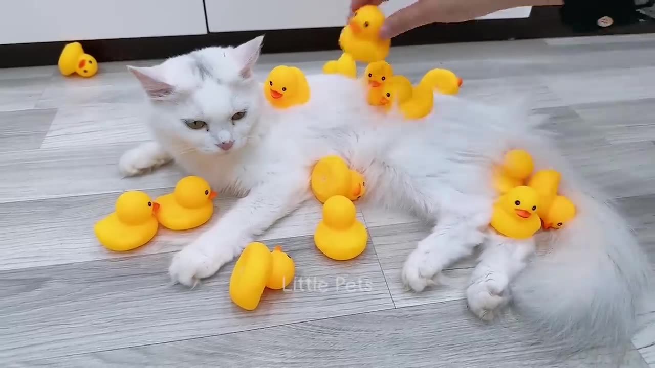 Super funny animal video