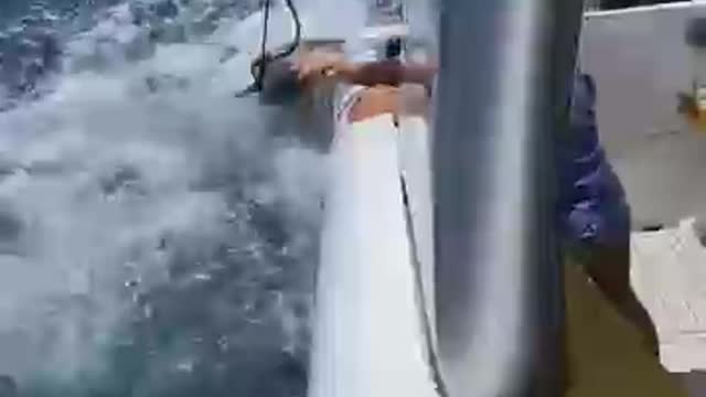 shark fishing