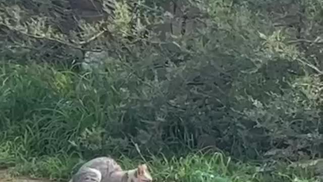 هههههههههههههه تزاوج القطط فى الشارع