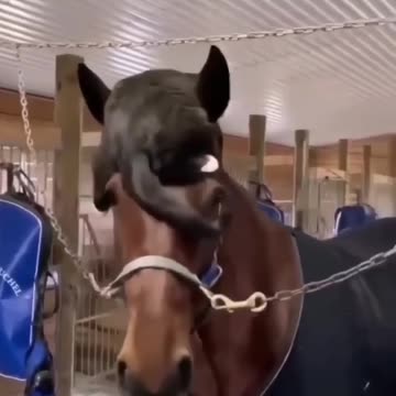 Funniest Animal🤣 cats and dogs video