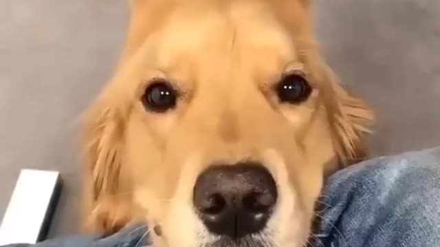 Funny animals