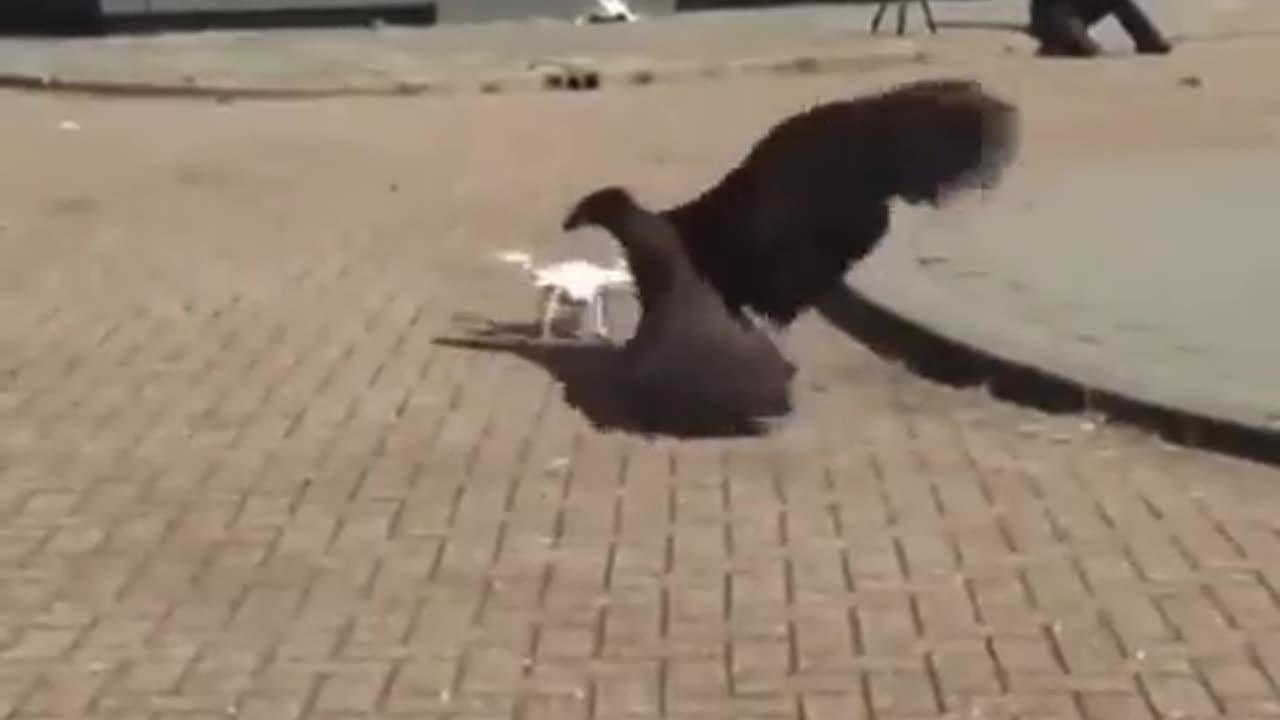 Falcon Trained To Down Drones
