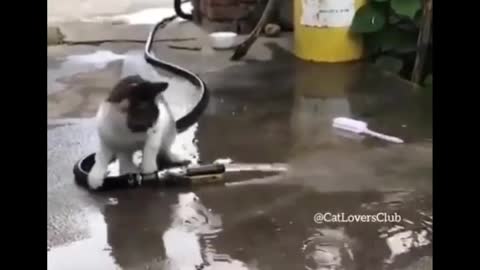 No laughing out loud challange.