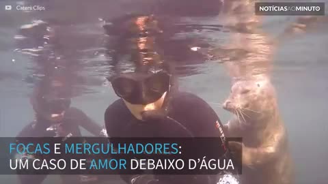 Focas: os melhores amigos dos mergulhadores