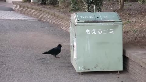 カラスとネズミの奇妙な関係。