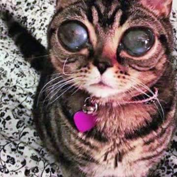 Top 10 Weirdest Pets In The World Part 1