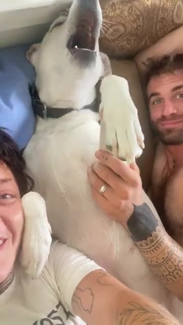 Labrador Howls While Lying in Bed With Parents