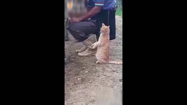 Cat drinking freshly squeezed cow's milk