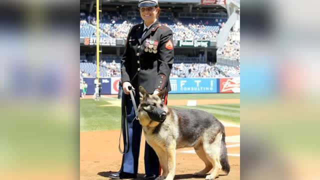 DOGS HAD BEEN PART OF ARMIES