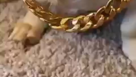 Funny and cute dog video❤❤❤❤❤