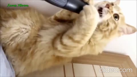 Funniest Cats 😹 - Don't try to hold back Laughter 😂 - Funny Cats Life