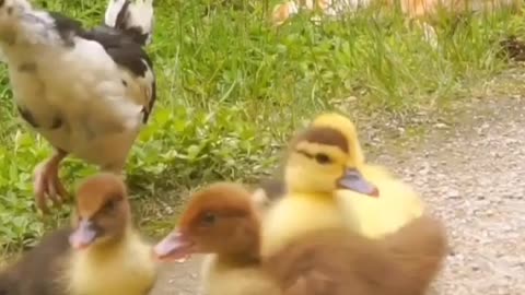 Cats vs Hen