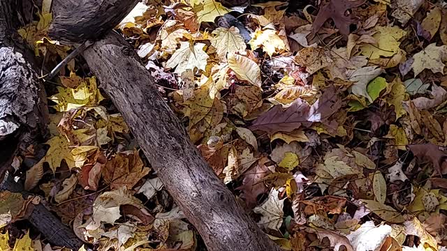 This is truly a miracle. A whole tree covered in mushrooms.