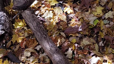 This is truly a miracle. A whole tree covered in mushrooms.