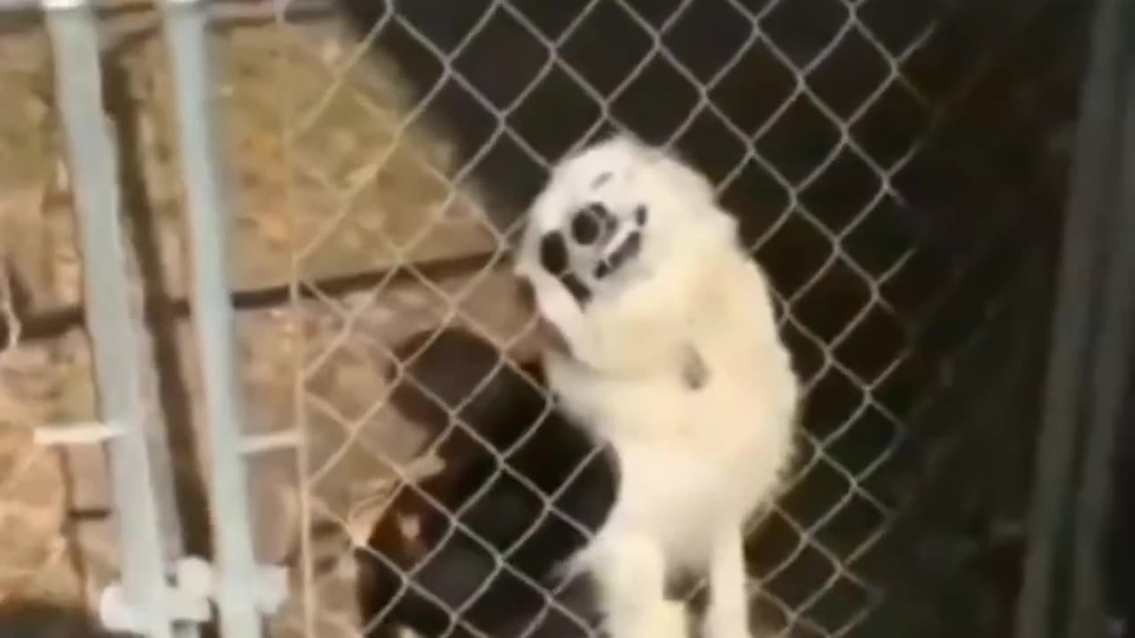 Funny Videos
